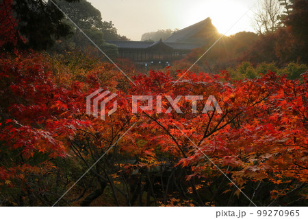 京都府京都市東山区本町 臨済宗東福寺派大本山 東福寺 早朝の臥雲橋から通天橋前の逆光の紅葉 京都府京都市東山区本町 臨済宗東福寺派大本山 東福寺 早朝の臥雲橋から通天橋前の逆光の紅葉 99270965