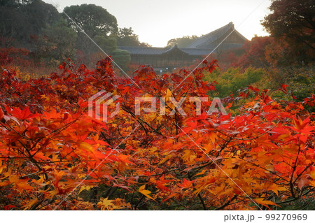京都府京都市東山区本町 臨済宗東福寺派大本山 東福寺 早朝の臥雲橋から通天橋前の逆光の紅葉 京都府京都市東山区本町 臨済宗東福寺派大本山 東福寺 早朝の臥雲橋から通天橋前の逆光の紅葉 99270969