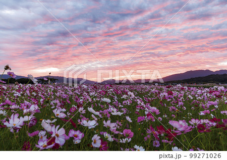 秋桜_日本の秋は夕暮れ 秋桜_日本の秋は夕暮れ 99271026