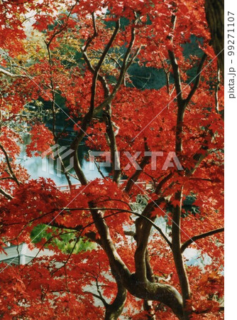 茂原公園の紅葉① 茂原公園の紅葉① 99271107