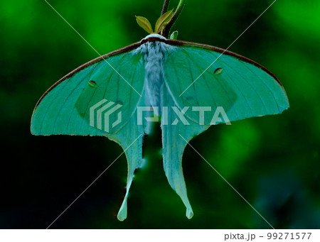 　夏の思い出。庭に舞い降りた美しい蛾、オオミズアオ。 99271577