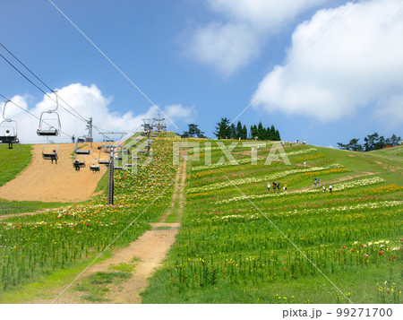 びわこ箱館山ゆり園と琵琶湖の風景、滋賀県高島市のユリ園、箱館山ゆり園のゴンドラとびわ湖 びわこ箱館山ゆり園と琵琶湖の風景、滋賀県高島市のユリ園、箱館山ゆり園のゴンドラとびわ湖 99271700
