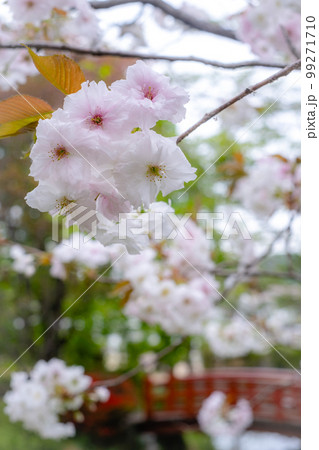 桜満開の打吹公園（倉吉市） 99271710