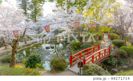 桜満開の打吹公園（倉吉市） 99271714