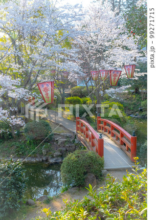 桜満開の打吹公園（倉吉市） 99271715