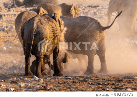 Elephants near a water hole Elephants near a water hole 99271775