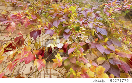 Bright red, yellow and orange maple leaves reflect the morning sun. selective focus 99271776