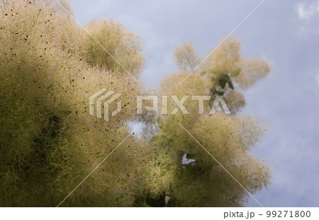 Mackerel leather grows on the lawn. exotic plant in a hot country. fluffy green plant with fluff  99271800