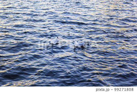 Two seagulls float on the waves in the water 99271808