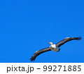 青空を羽ばたくペリカンって迫力あるなぁ 99271885