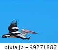あの大きさでも飛べちゃうペリカンって凄い 99271886