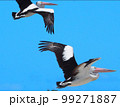 青い空とペリカンの組み合わせっていいよね 99271887