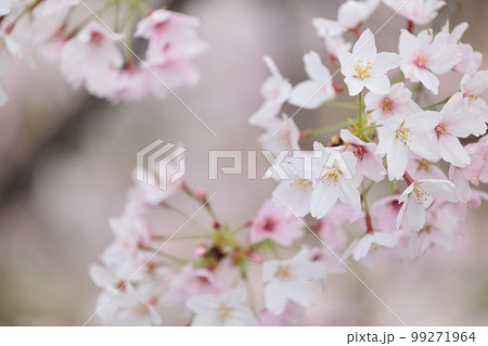 桜の花 99271964