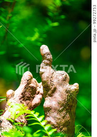 ラクウショウの気根 99272753
