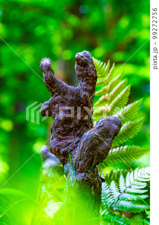 ラクウショウの気根 99272756