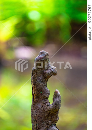 ラクウショウの気根 99272767