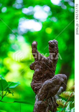 ラクウショウの気根 99272770
