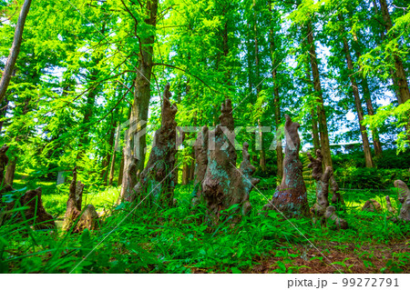 ラクウショウの森と気根 99272791