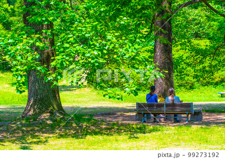 ユリノキの新緑とカップル ユリノキの新緑とカップル 99273192