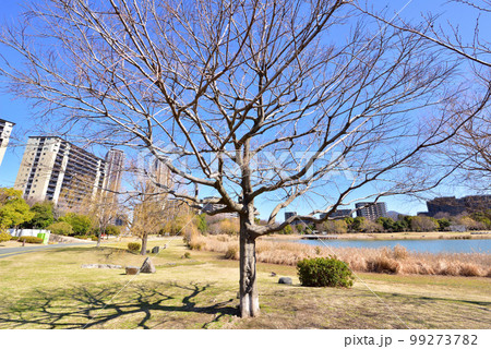 福岡アイランドシティ中央公園 修景池 福岡市東区香椎照葉 福岡アイランドシティ中央公園 修景池 福岡市東区香椎照葉 99273782