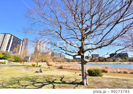 福岡アイランドシティ中央公園　修景池　福岡市東区香椎照葉 99273783