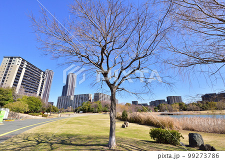 福岡アイランドシティ中央公園 修景池 福岡市東区香椎照葉 福岡アイランドシティ中央公園 修景池 福岡市東区香椎照葉 99273786