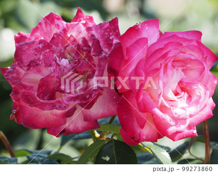 雨上がりのバラ 99273860