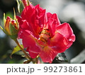 雨上がりのバラ 99273861