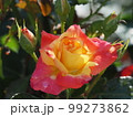 雨上がりのバラ 99273862