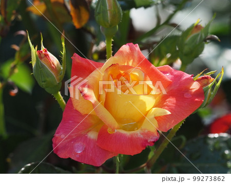 雨上がりのバラ 99273862