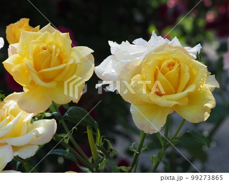 雨上がりのバラ 99273865