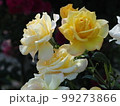 雨上がりのバラ 99273866