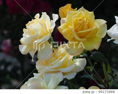 雨上がりのバラ 99273866