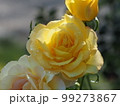 雨上がりのバラ 99273867