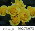 雨上がりのバラ 99273973