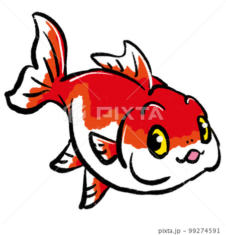 金魚 イラストのイラスト素材 [99274591] - PIXTA