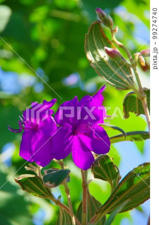 ノボタン 99274740