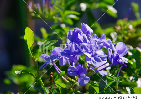 ルリマツリ 99274741