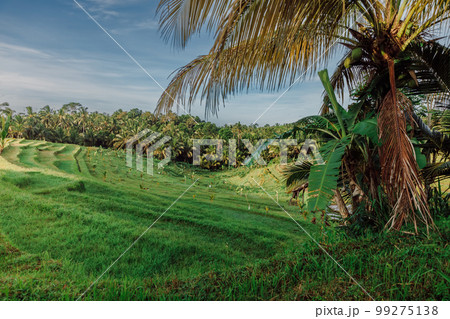 Rise terraces with coconut palms in tropical Bali island and morning sun light Rise terraces with coconut palms in tropical Bali island and morning sun light 99275138