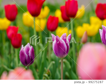 紫色のチューリップの花 99275287