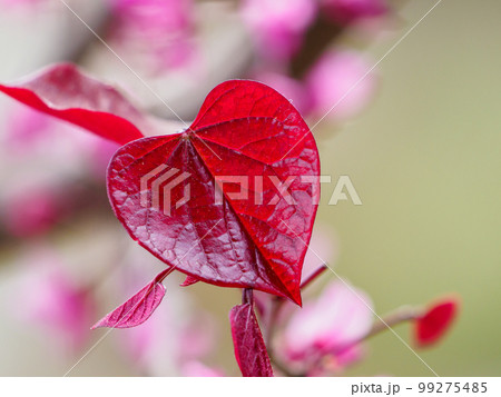ハート型の赤い葉っぱ 99275485