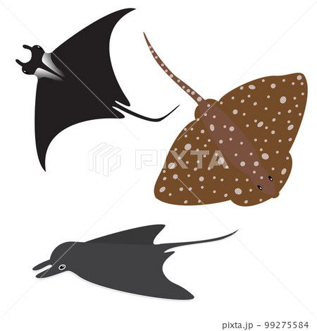 Stingray vector set Stingray vector set 99275584