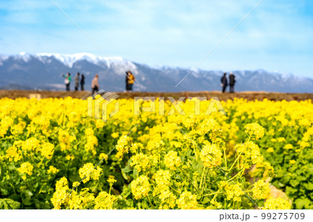 滋賀県守山市のなぎさ公園に広がる菜の花畑と雪の残る比良山 99275709