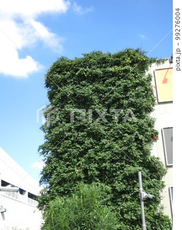 植物を利用した外壁デザイン 99276004