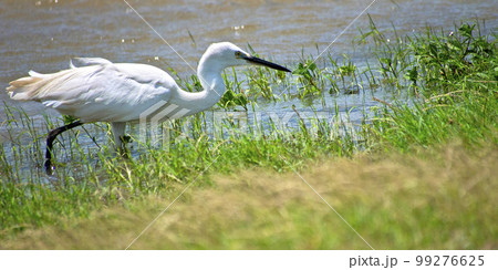 Little Egret, Kaudulla National Park, Sri Lanka Little Egret, Kaudulla National Park, Sri Lanka 99276625