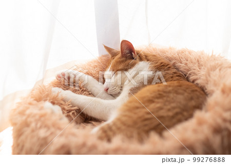 眠る猫　茶トラ白 99276888