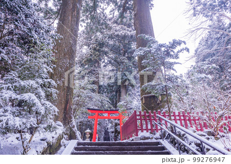 （神奈川県）降雪した箱根神社　参道 99276947