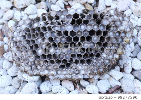 キアシナガバチの巣　撤去　駆除　蜂 99277590