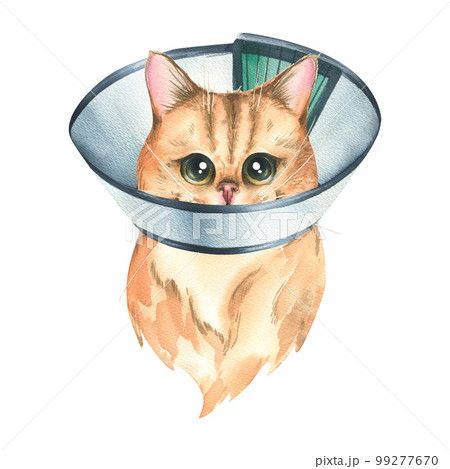 A sick cat in a protective, veterinary collar, golden chinchilla breed. Watercolor illustration. An isolated object from the VETERINARY collection. For the design and decoration of clinics, medicines A sick cat in a protective, veterinary collar, golden chinchilla breed. Watercolor illustration. An isolated object from the VETERINARY collection. For the design and decoration of clinics, medicines 99277670