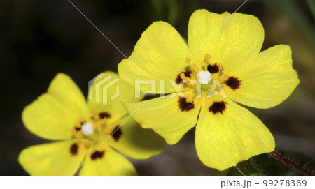 Wildflower, Sierra de Guadarrama National Park, Spain 99278369